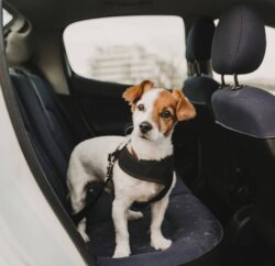 Comment protéger l’intérieur de votre véhicule si vous avez un chien ?
